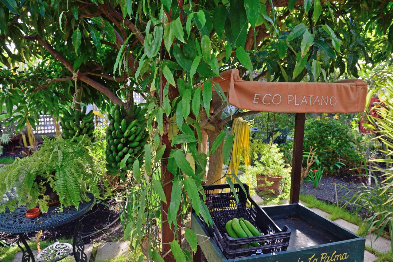 Apartamentos Adjovimar 로스 야노스 데 아리다네 외부 사진